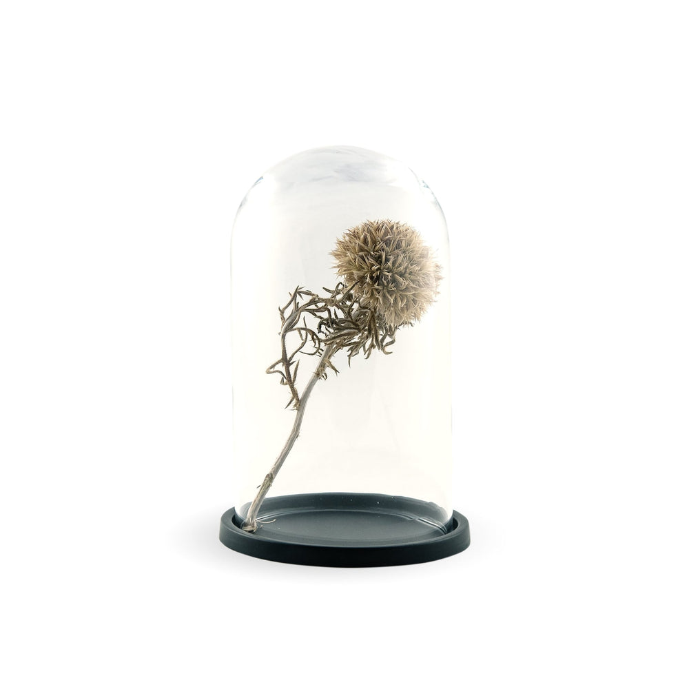embellish small dome, black